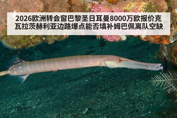 2026欧洲转会窗巴黎圣日耳曼8000万欧报价克瓦拉茨赫利亚边路爆点能否填补姆巴佩离队空缺 | j9 game